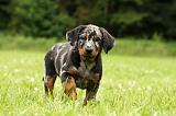 BEAUCERON - PUPPIES 317